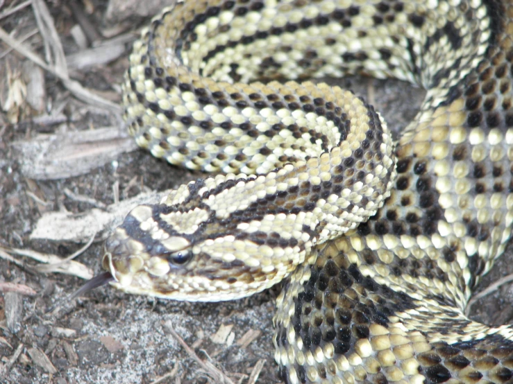 a coiled snake sitting in the dirt near some straw