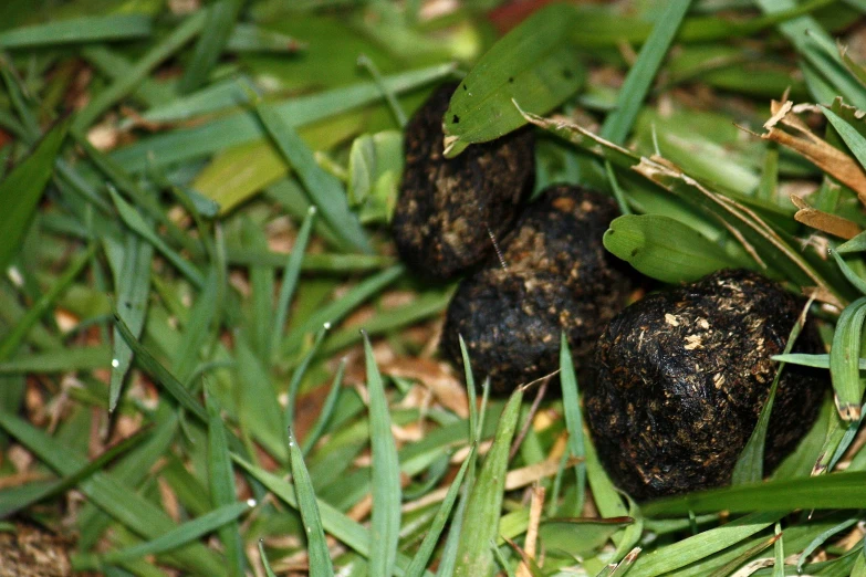 an overripe group of black balls in the grass