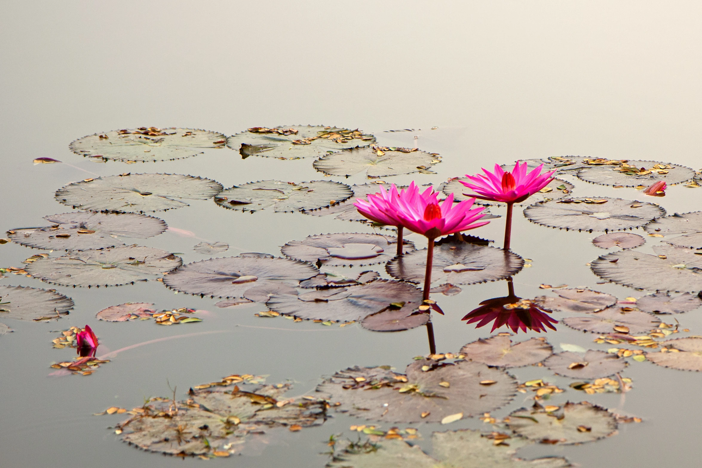 the lotus flowers are growing in the water near all the lily pads