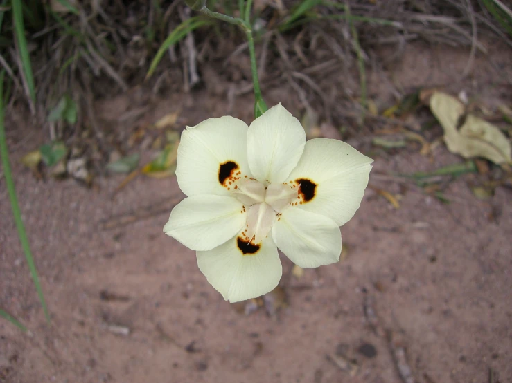 an image of a flower that has just opened to see what is inside it