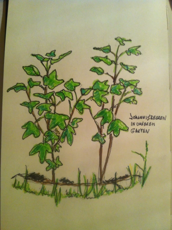 drawing of leaves from a small plant with an inscription on the front