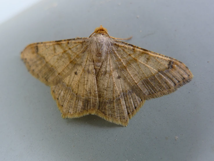 a brown moth sitting on top of a table