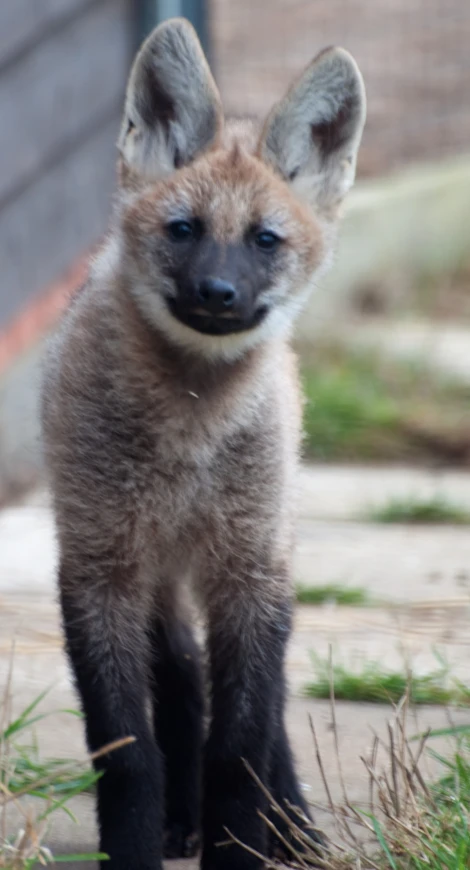 a young animal standing in the grass by itself