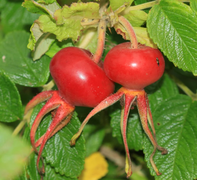 two bright red berries hang from the leaves