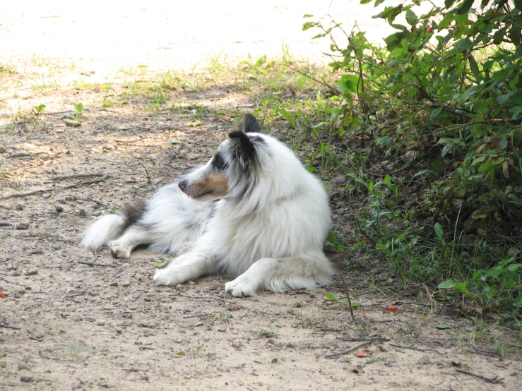 a white and black collie is laying down on the ground