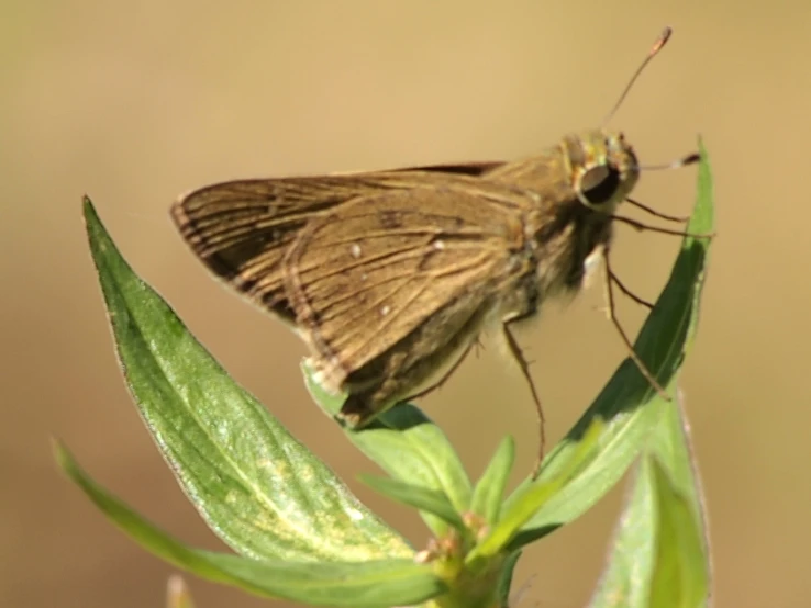 a close up of a brown and white erfly on a green plant