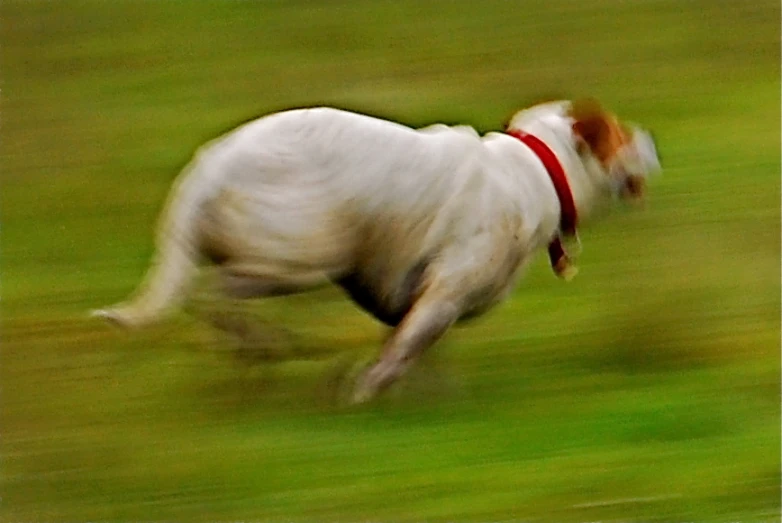 a blurry po of a dog running through a field