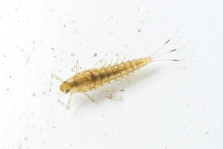 a close - up of an insect on a white background