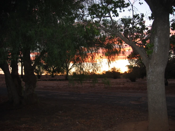 a lone fire hydrant under a few trees in a park