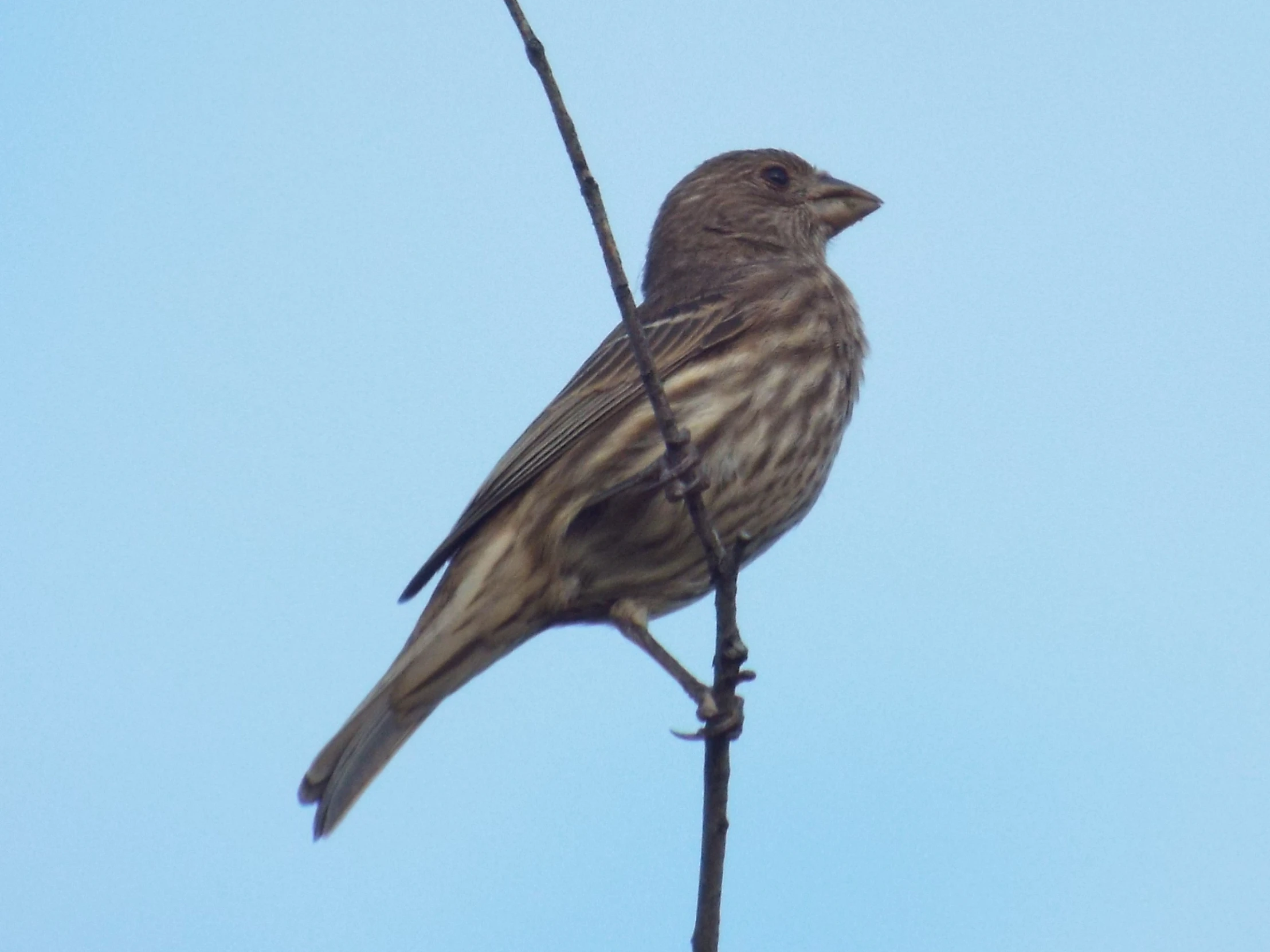 the bird is perched on the twig looking at its surroundings