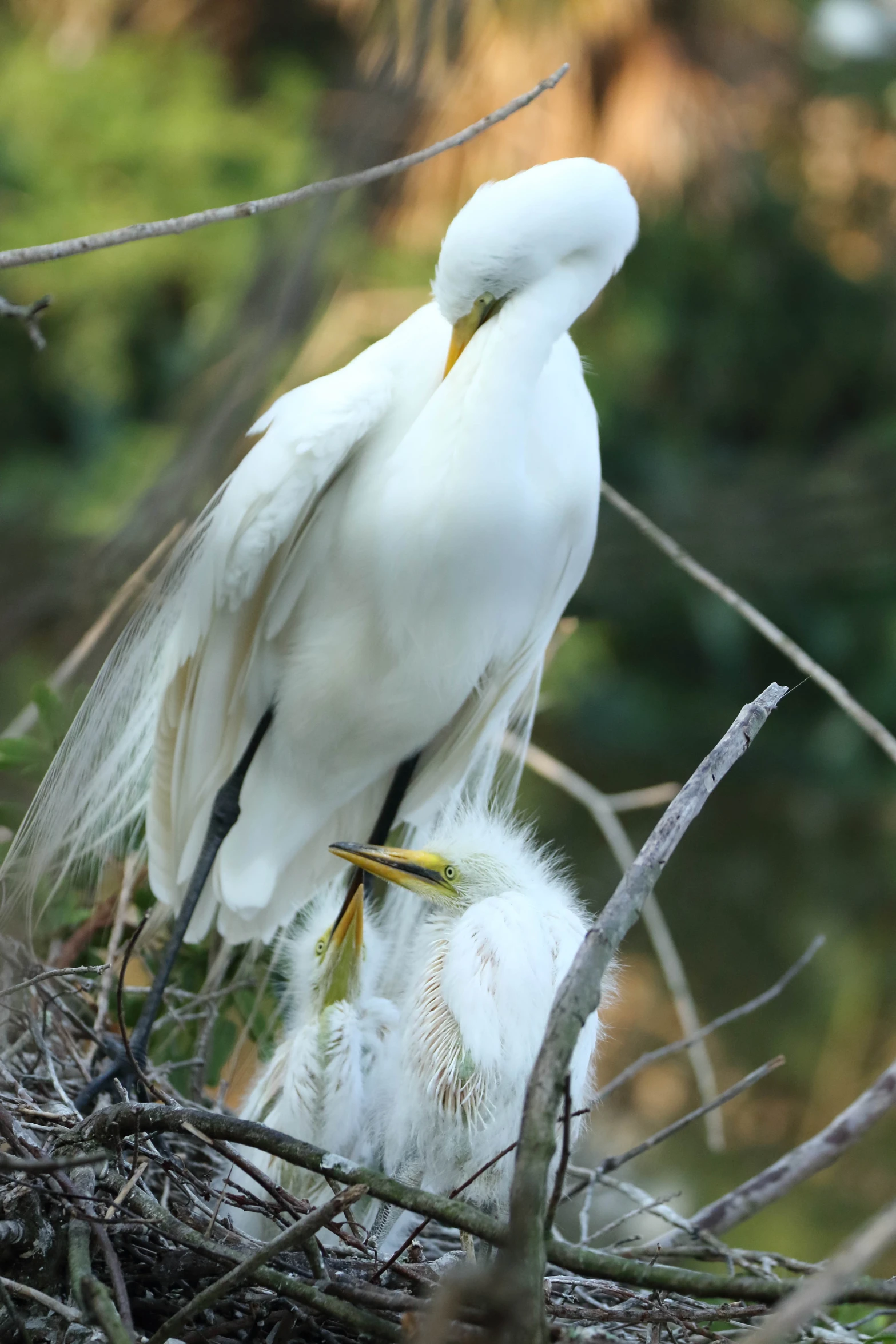 the egret is in the nest, waiting to take off