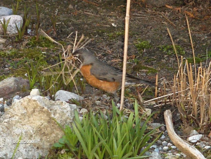 bird on the ground eating in a field