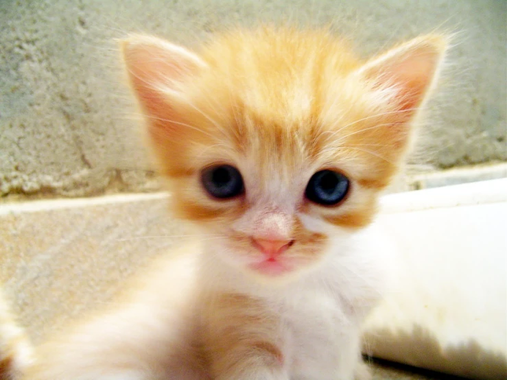 a small yellow kitten sits with it's eyes wide open
