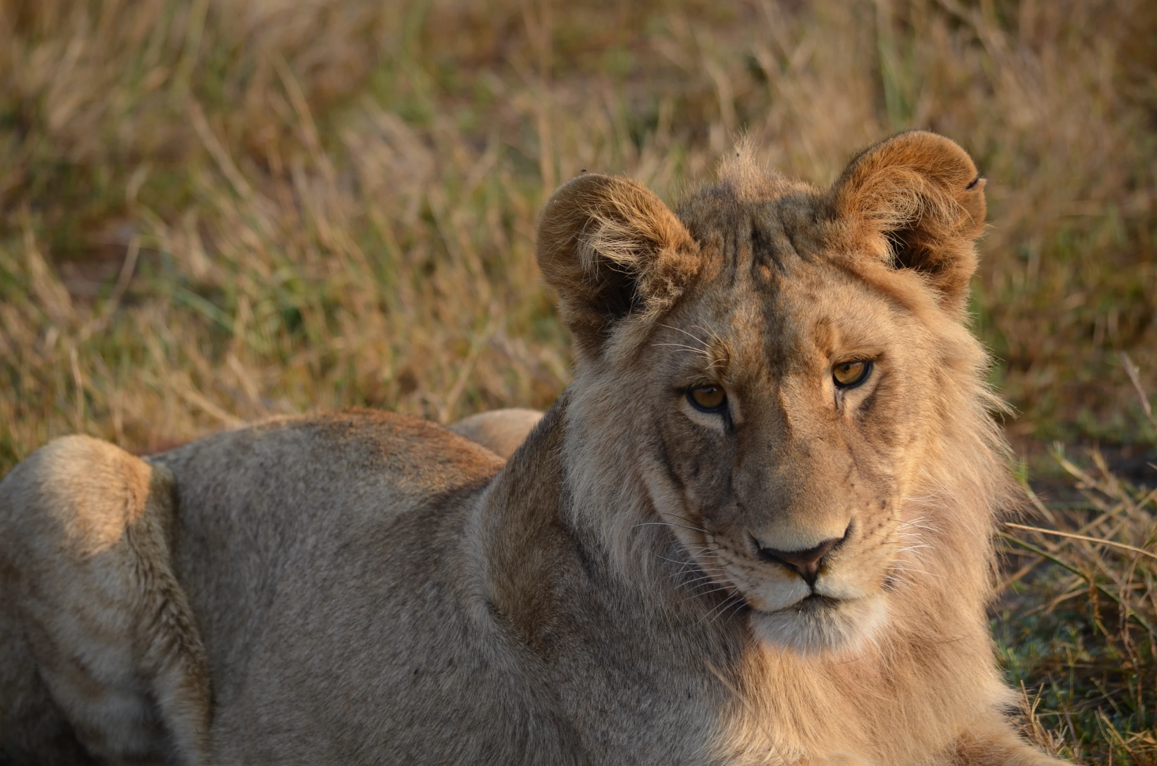 this lion is relaxing in a field during the day