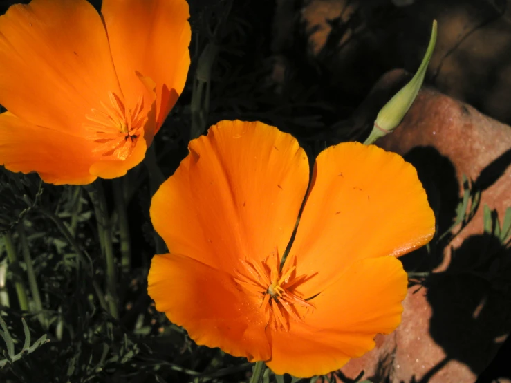 two orange flowers with large, thin, pointed petals