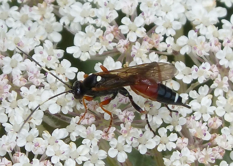 the fly is perched on the small white flowers