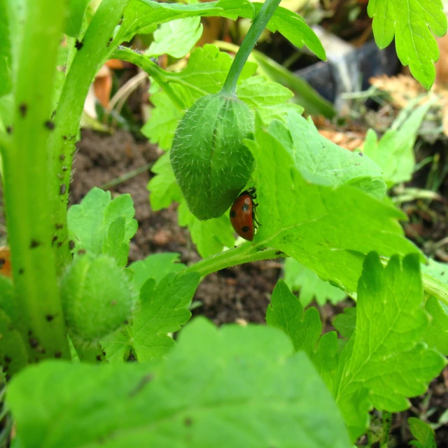 a bug crawling around a green leaf filled field