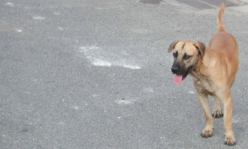 the dog is walking along the road outside