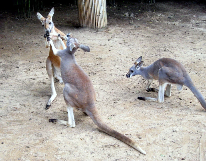 two kangaroos with one jumping and another eating soing