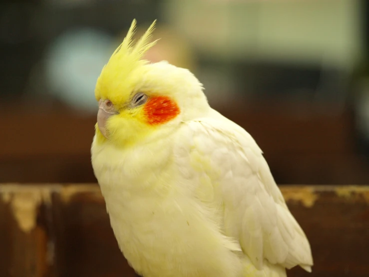 a bird with a yellow head and yellow feathers