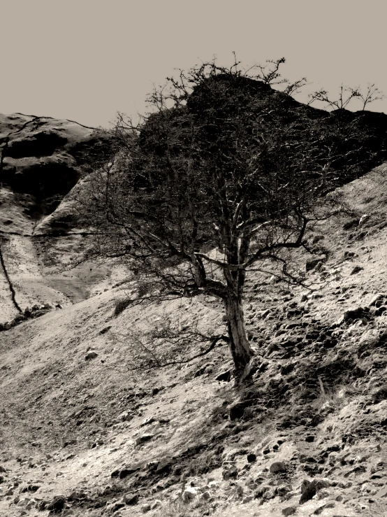 a single tree that is standing in the dirt