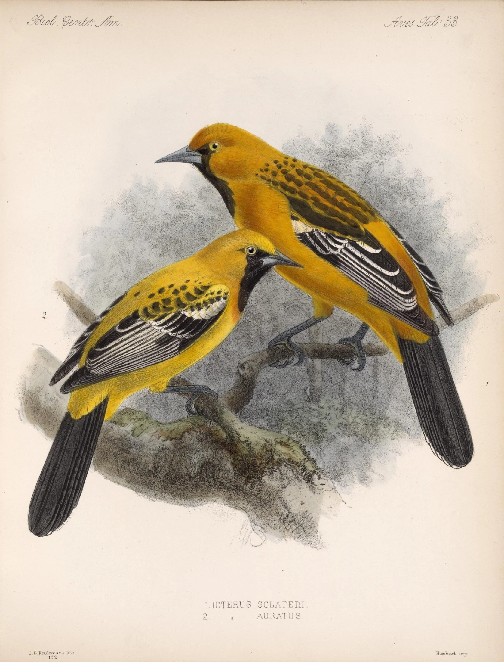 vintage illustration of yellow birds on a nch