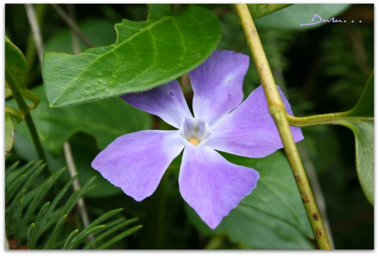 the flower is growing on the green plant