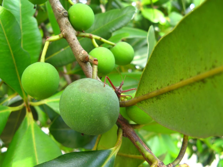 fruits on a tree nch hanging on a plant