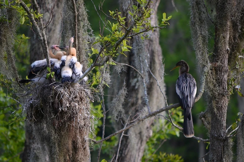 two birds sit on a tree limb while one watches