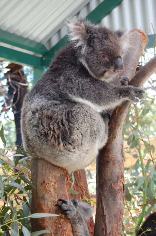 a koala hanging from a tree nch inside a metal building