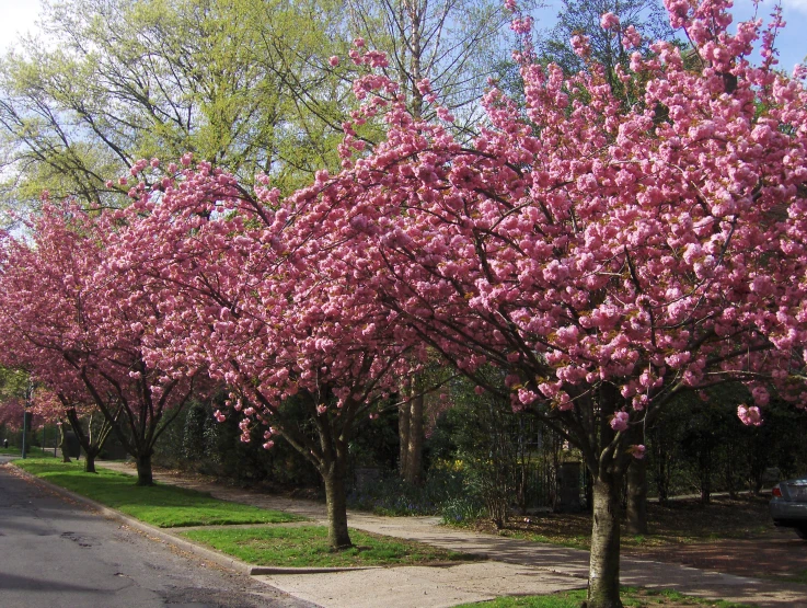 pink trees on both sides of the street with cars parked on them