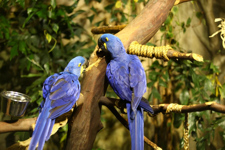 two blue birds sitting on top of a tree nch