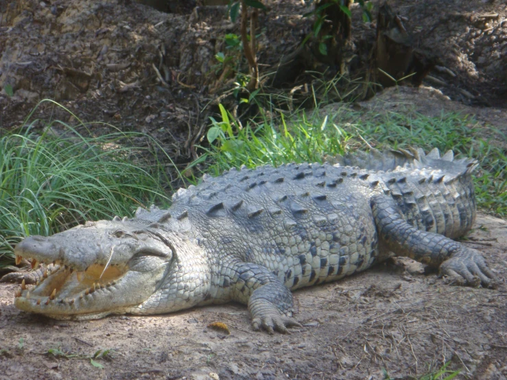 an alligator is lying on the ground by himself