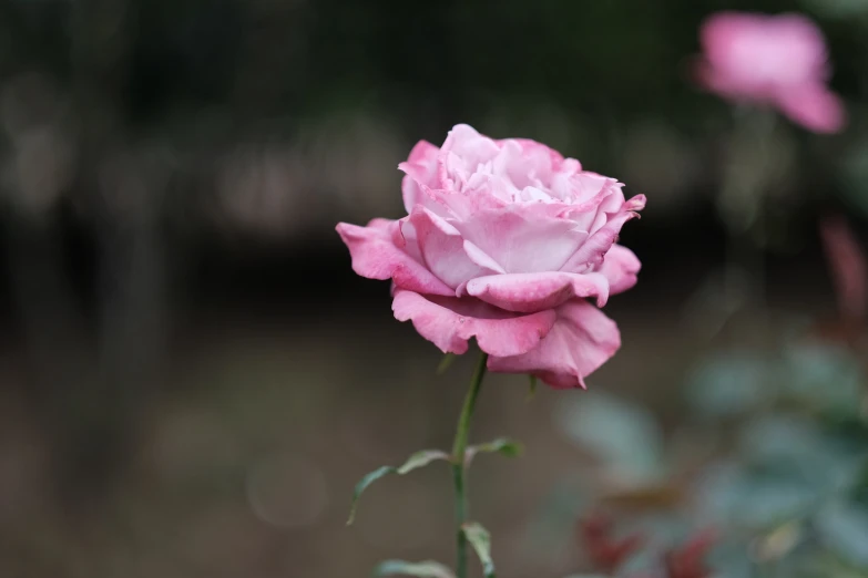 pink roses are growing with some blurry in the background