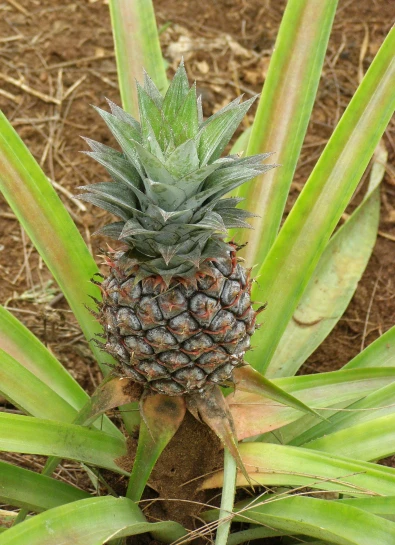 a pineapple growing in the grass of a forest
