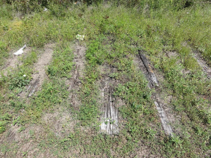 a bunch of dirt and green plants on some grass