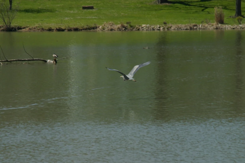birds flying low over a body of water