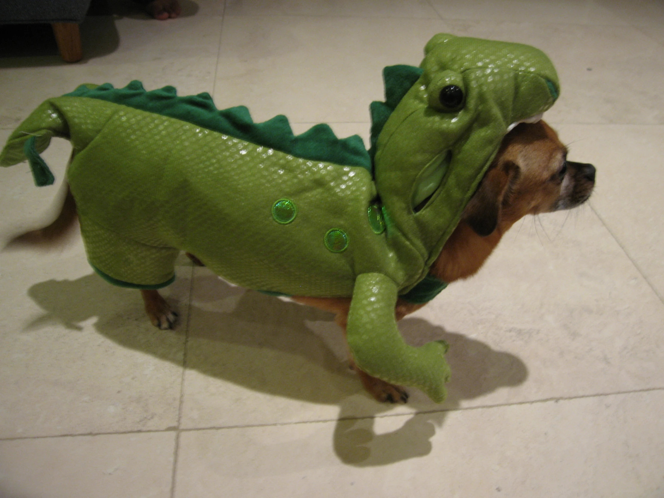 dog in green alligator costume with spotty spots