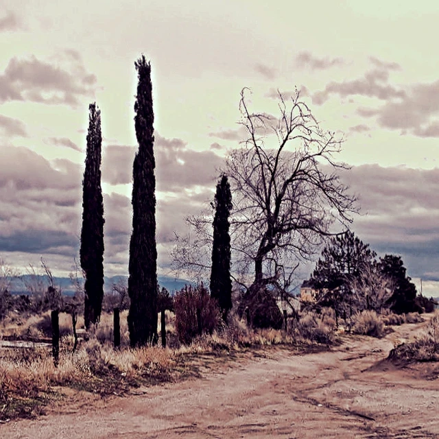 the dirt road is lined with trees and shrubs