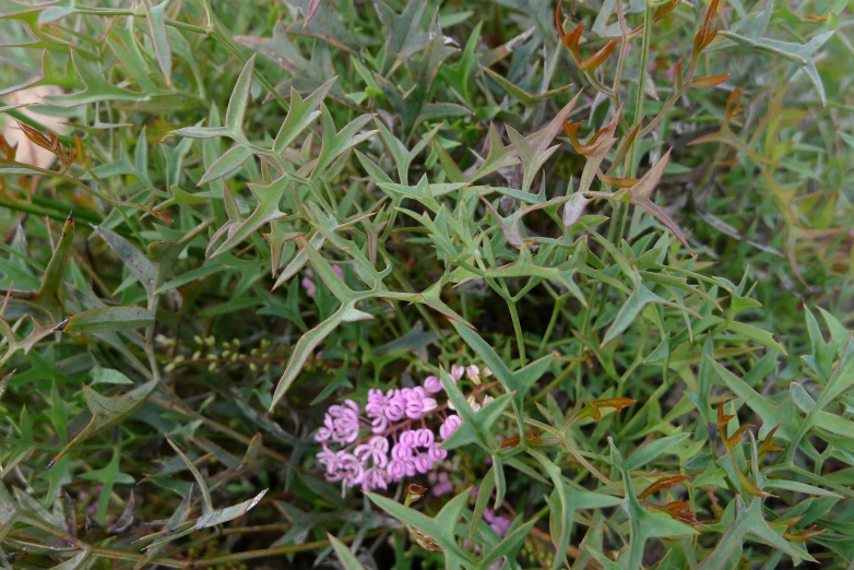 a close up of plants with lots of green leaves and small purple flowers