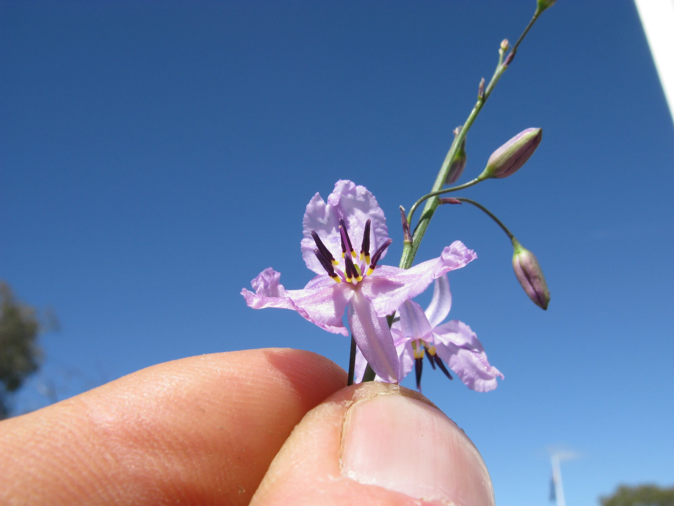 there is a flower in the middle of a picture