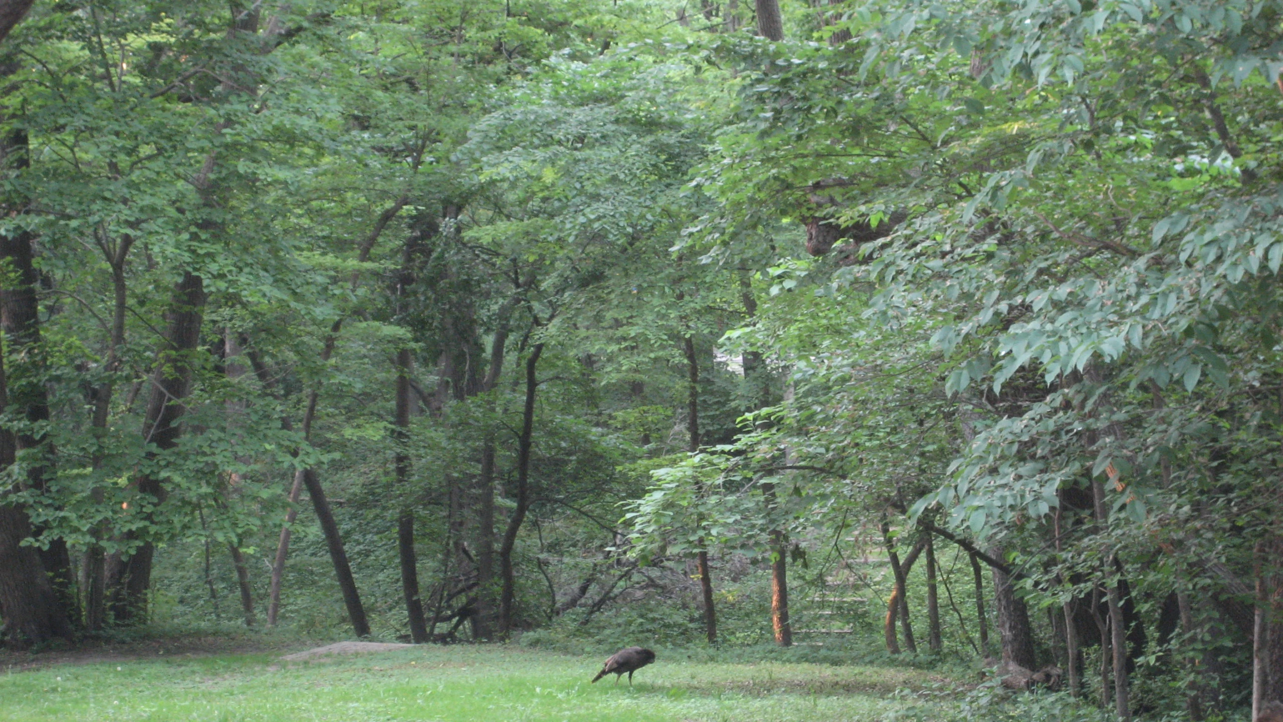 black bird standing on grassy area next to trees