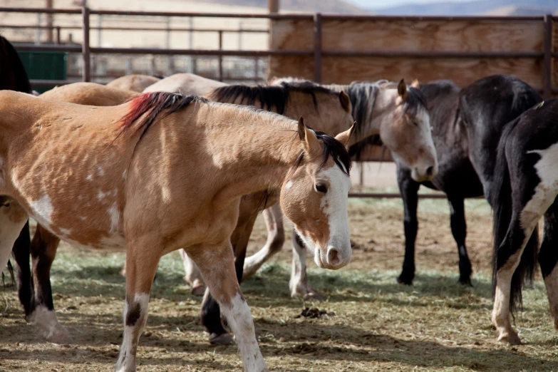 horses standing outside, surrounded by a fence and dirt area