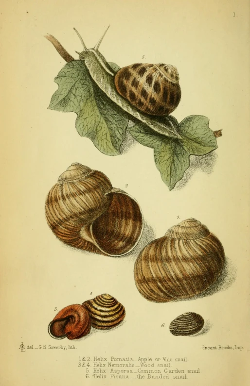 a print of various sea shells on a paper