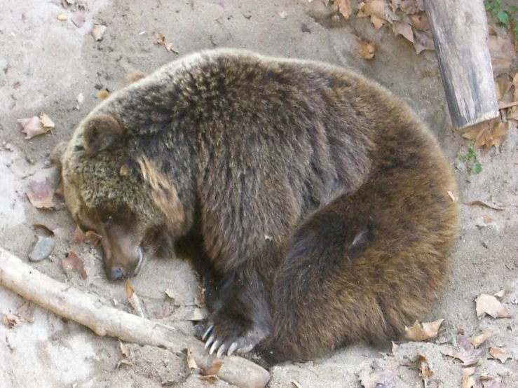 an adult brown bear sleeping in a patch of dirt