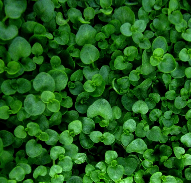 small green leaves are growing in a field