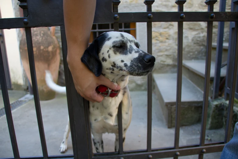 a person holds their dog up to look through the bars of an iron gate