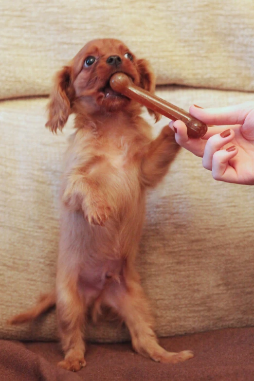 a woman holds a dog with a long piece in her mouth