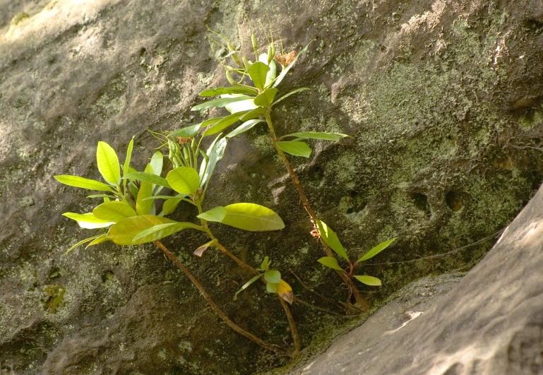 green plants growing in between two large rocks