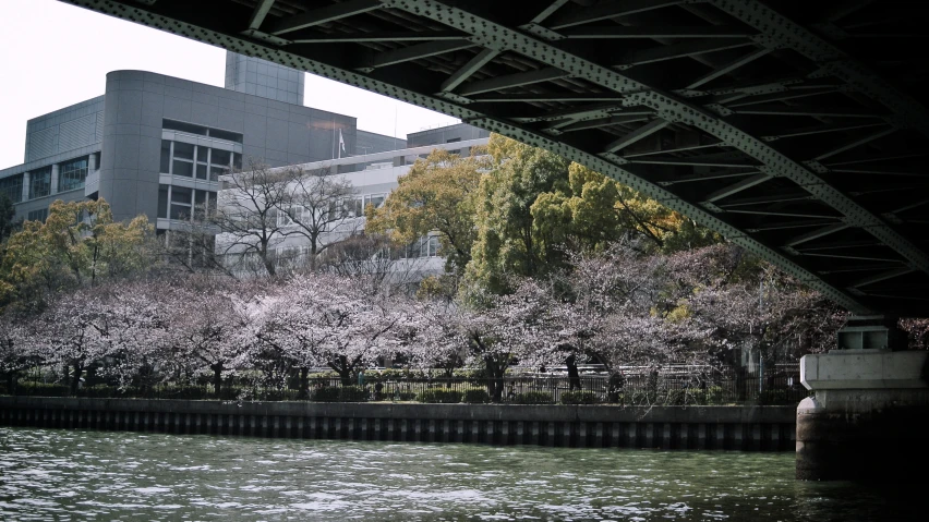 a river runs under an overpass with flowering trees and buildings in the background